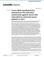 Tumor RNA transfected DCs derived from iPS cells elicit cytotoxicity against cancer cells induced from colorectal cancer patients in vitro