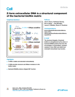 Z-form extracellular DNA is a structural component of the bacterial biofilm matrix