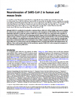 Neuroinvasion-of-SARS-CoV-2