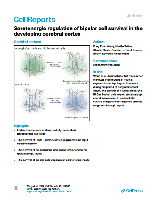 Serotonergic regulation of bipolar cell survival in the developing cerebral cortex
