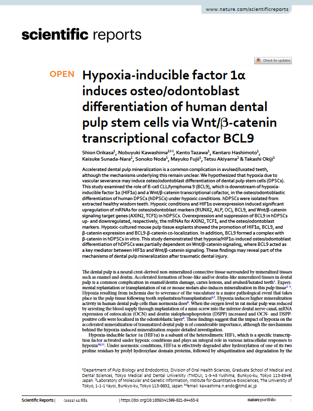 Hypoxia-inducible factor 1α induces osteo/odontoblast differentiation of human dental pulp stem cells via Wnt/β-catenin transcriptional cofactor BCL9