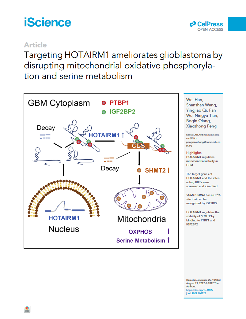 Targeting HOTAIRM1 ameliorates glioblastoma by disrupting mitochondrial oxidative phosphorylation and serine metabolism