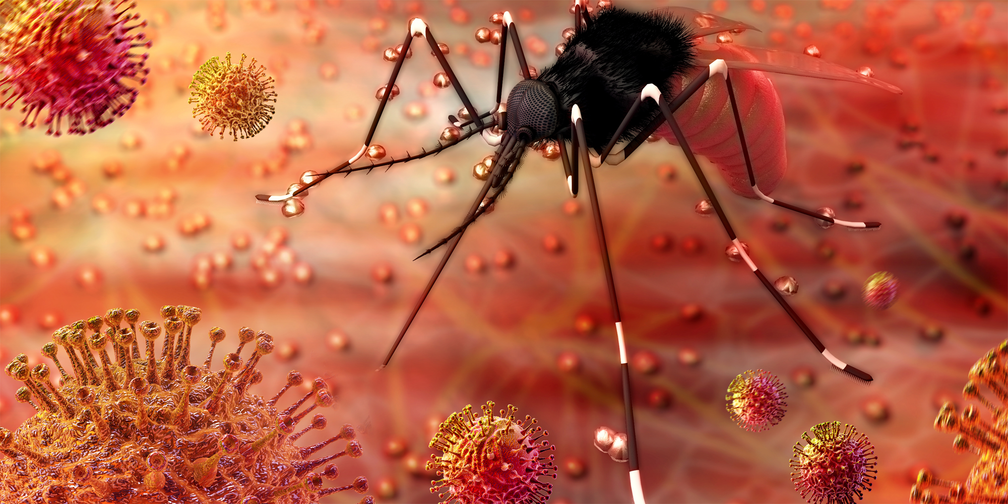 mosquito-borne viruses