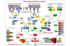 Complement System