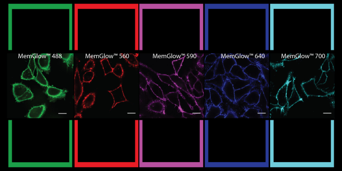 Cytoskeleton MemGlow™ fluorescent probes