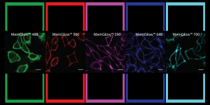 Cytoskeleton MemGlow™ fluoreszierende Sonden