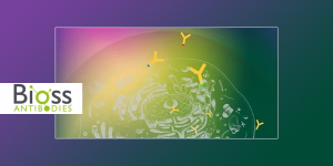 AbBy Fluor® antibody conjugates from Bioss