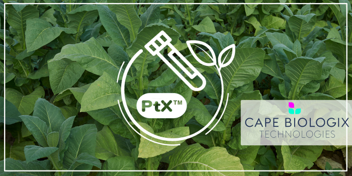 Plant-expressed recombinant antibodies from Cape Biologix - unbeatable price at a bulk