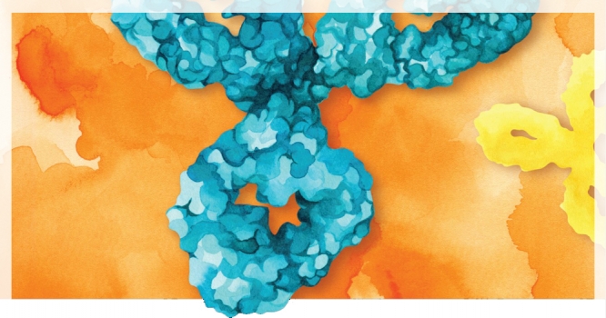 Bio X Cell InVivoSIM™ Biosimilar monoclonal antibodies