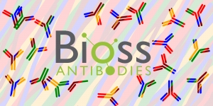 BIOSS Conjugated Antibodies