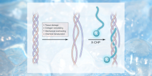 Collagen Hybridizing Peptide