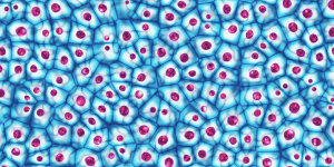 Stem Cell Research