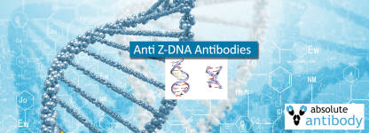 Anti-Z-DNA Antibodies from Absolute Antibody