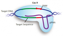 GenScript-CRISPR-sgRNA-Design-Tool