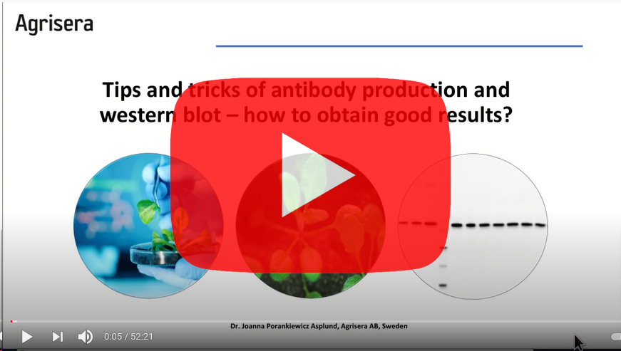 agrisera-antibody-production-validation