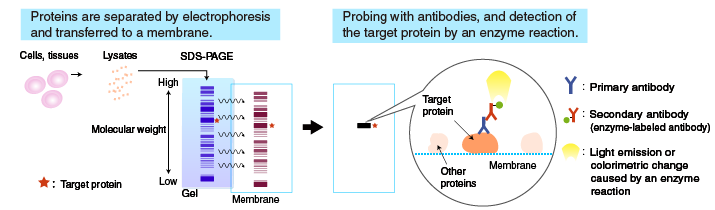 Western Blot Principle