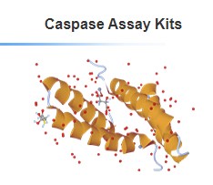 Caspase Assay Kits