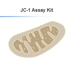 JC-1 Assay Kit
