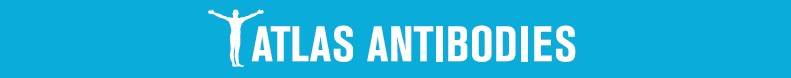 Atlas Antibodies