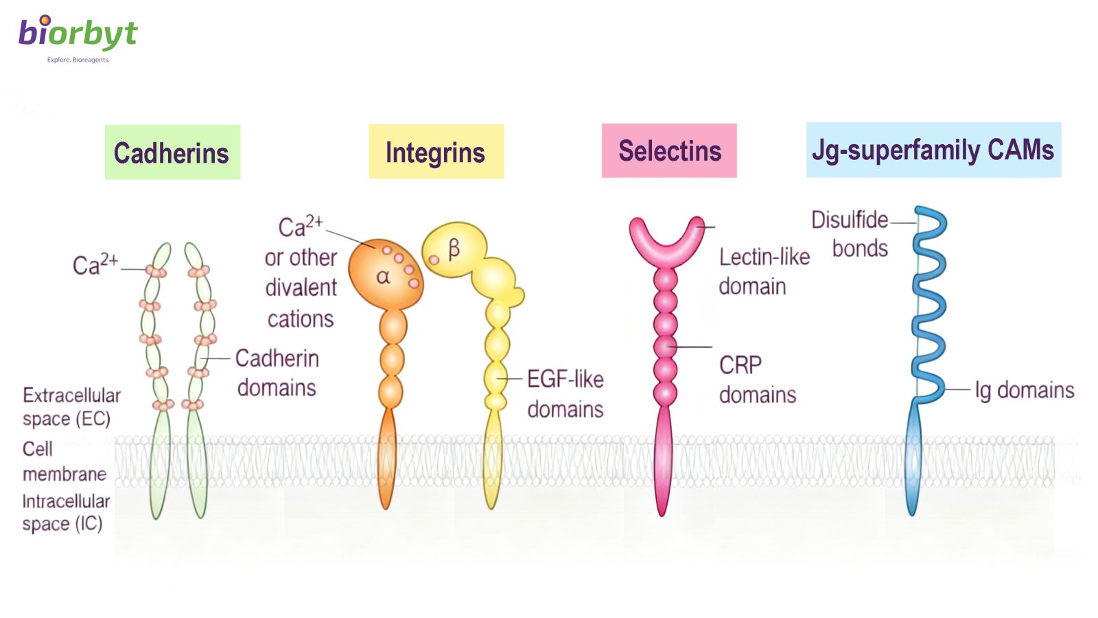 Four major classes of cell adhesion molecules