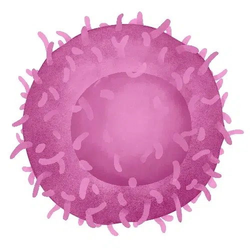 CD4+ T Cells