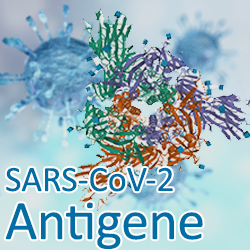 SARS-CoV-2 Coronavirus Antigene