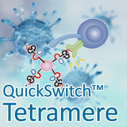 QuickSwitch Tetramer Plattfom und Coronavirus-Peptide für die Impfstoffentwicklung