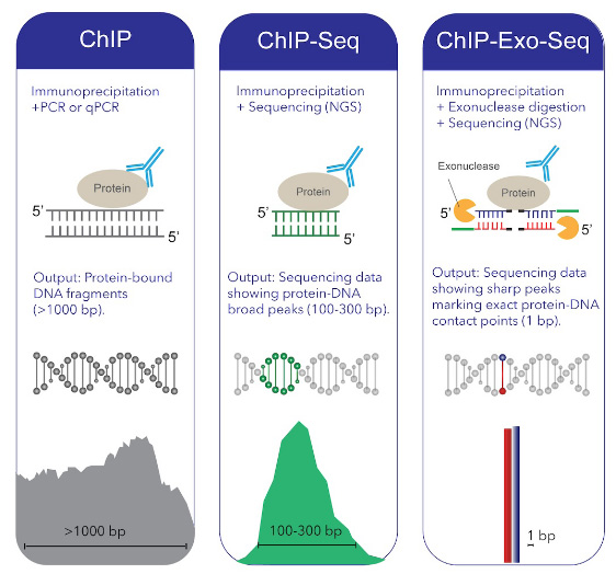 ChIP versus ChIP-Seq versus ChIP-Exo-Seq