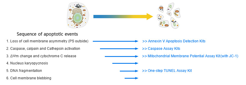 Sequence of Apoptotic Events