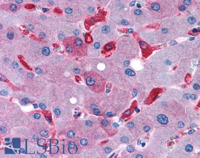 PathPlus™ Neuro ADGRG7 Antibody LS-A8008