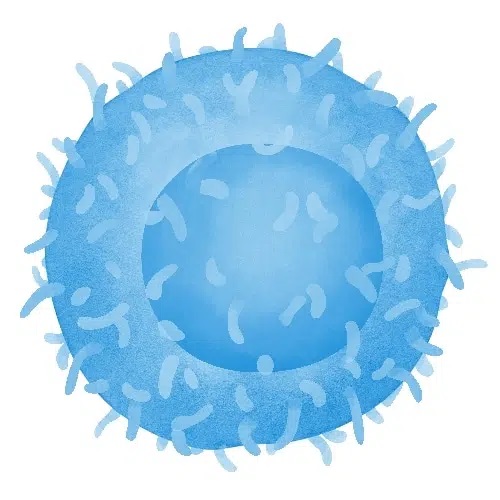 T Cells