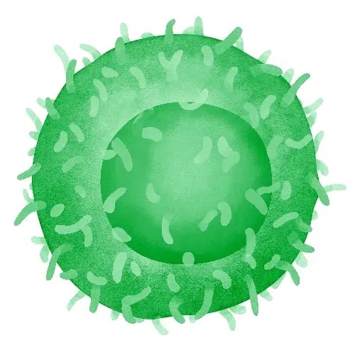 γδ T Cells