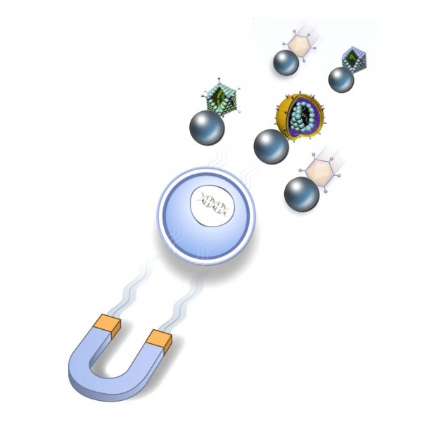Magnetic Transduction with ViroMag
