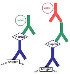  Peroxidase-labelled antibodies against fluorescein