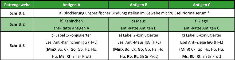 Mehrfachmarkierung mit Sekundärantikörper