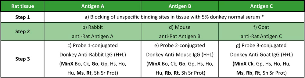 Multiple labeling with secondary antibodies