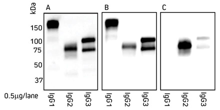 Alpaca IgG subclasses detect by Western Blot