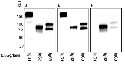 Llama IgG subclasses detect by Western Blot