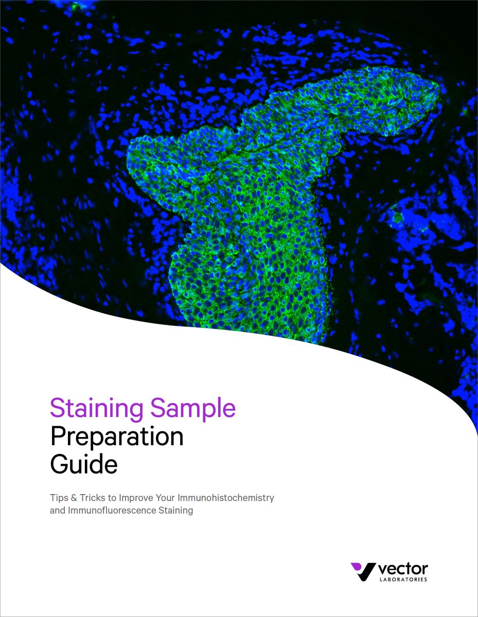 Staining Sample Preparation Guide