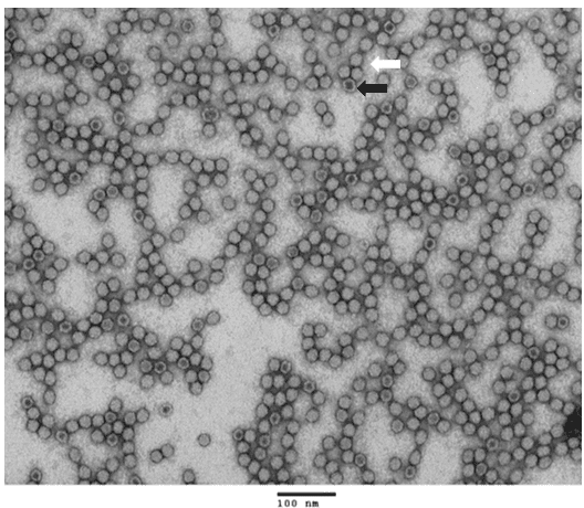 TEM purified AAV9 full capsids