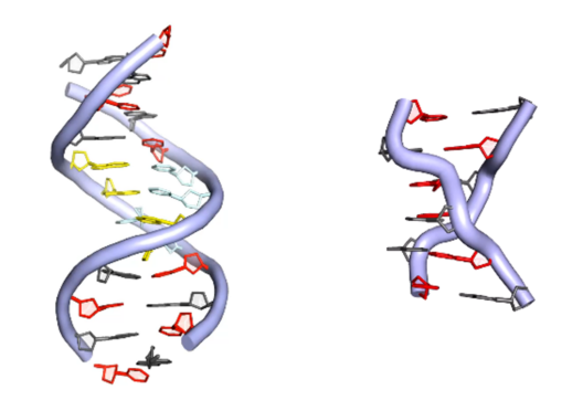 Anti-Z-DNA-Antibodies