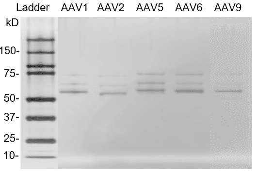Silver staining Western Blot of AAV empty capsids reference
