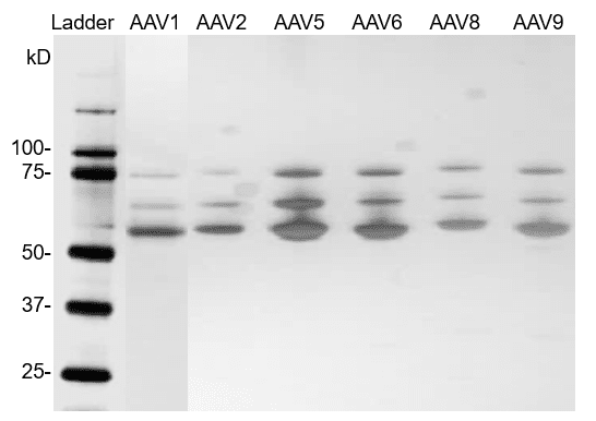 Silver staining Western Blot of AAV full capsids reference
